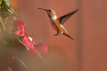 Fototapeta na wymiar Rufous hummingbird (Selasphorus rufus) feeding in garden; Wyoming