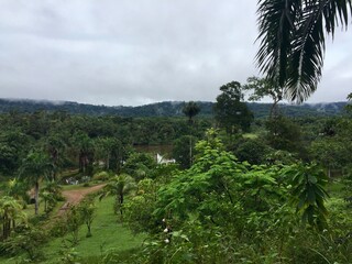 trees on the hill