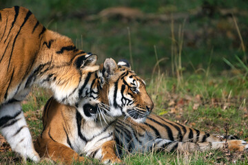 Fototapeta na wymiar Tigres