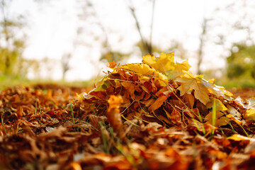 Pile of autumn colored leaves in the fall season. Fallen autumn leaves in the park.