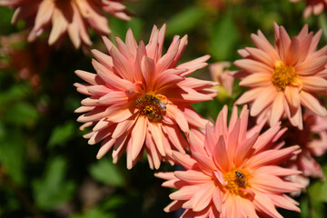 bee pollinating pink flower