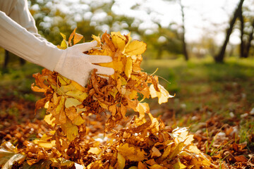 Cleaning of autumn leaves in the park. Male hand in gloves collects and piles fallen autumn leaves ...