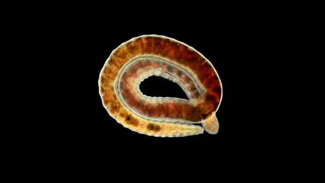 Worm of the Lumbriculidae family under a microscope, class Clitellata. Oligochaeta specimen found at Lake Baikal