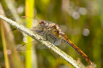 The ruddy darter - Sympetrum sanguineum, female. Dragonfly resting on a plant stem.