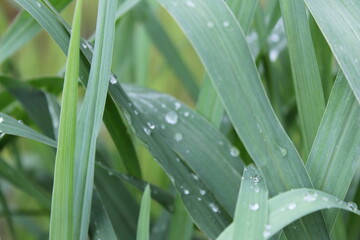 drops of dew on the grass