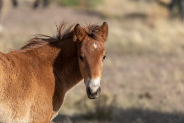 Obraz premium Wild Horse Foal in Spring in the Utah Desert