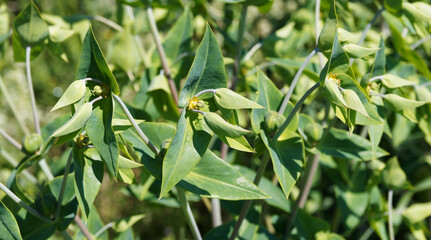 (Euphorbia lathyris) Plant d'euphorbe épurge à inflorescence jaune verdâtre en forme de coupelles au centre de feuilles vert-bleuté, opposées, lancéolées en croix sur tige
