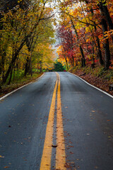 Obraz premium Fall Color, Autumn leaves, Road, yellow lines fall road
