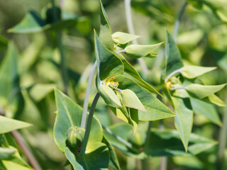 (Euphorbia lathyris) Plant d'euphorbe épurge à inflorescence jaune verdâtre en forme de coupelles au centre de feuilles vert-bleuté, opposées, lancéolées en croix sur tige