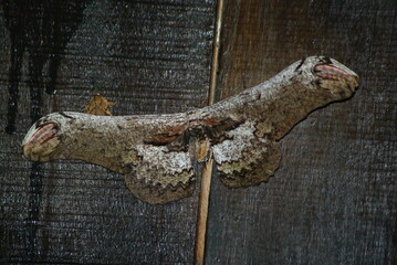 Wonders of the Amazon Rainforest in the Viceroyalty of Peru