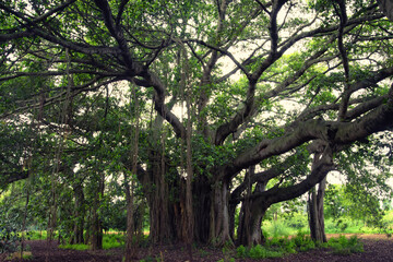 Ficus benghalensis, commonly known as the banyan, banyan fig and Indian banyan, is a tree native to the Indian Subcontinent. Specimens in India are among the largest trees in the world by canopy