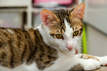 Portrait of a young and beautiful domestic cat. Pets.