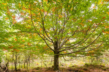 Fagus sylvatica deciduous tree
