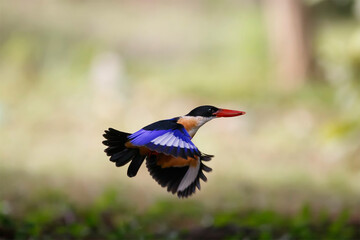 Fototapeta premium Beautiful blue bird with black head and red bills perching expos. Black-capped kingfisher flying with shrimp