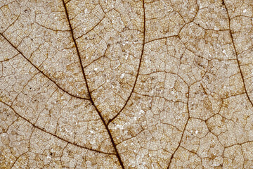 Obraz premium Closeup of a Rotting Leaf