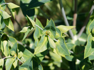 (Euphorbia lathyris) Plant d'euphorbe épurge à inflorescence jaune verdâtre en forme de coupelles au centre de feuilles vert-bleuté, opposées, lancéolées en croix sur tige