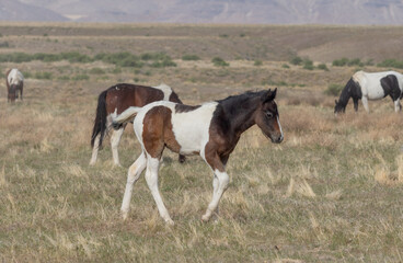Wild Horse Foal in Spring in the Utah Desert