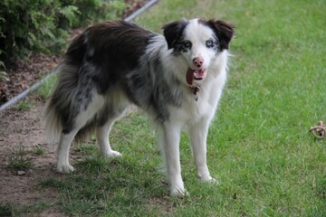 border collie dog