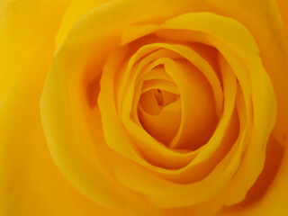 Yellow rose blossom, flower macro wallpaper
