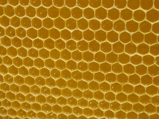 Honeycombs with honey. Natural background. Nectar Apiculture