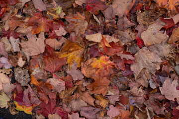Red Maple Leaves on the Ground