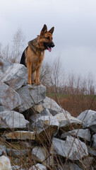 Alpha female German Shepherd dog dominant position on stones