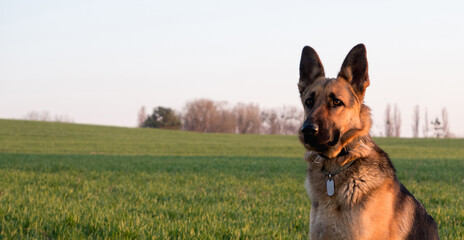 German Shepherd sitting on the green grass