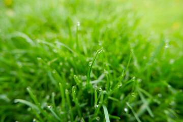 Green grass natural background texture, Lawn for the background