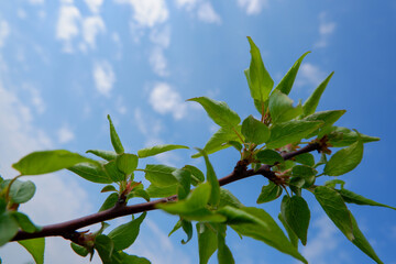 Obraz premium Up view on tree and clouds on blue sky