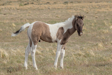 Fototapeta na wymiar Wild Horse Foal in Spring in the Utah Desert