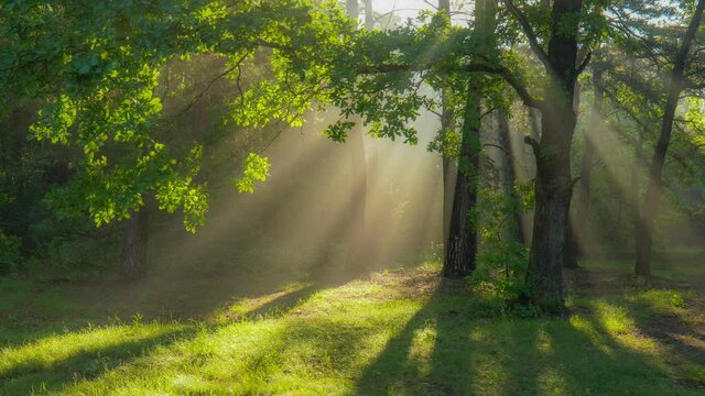 Magic forest in the morning. Sun rays emerging though the green tree branches. Green forest with warm sunbeams illuminating oak tree. Gimbal high quality shot