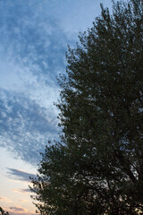 Close-up of a treetop on a blue sky with clouds in the background