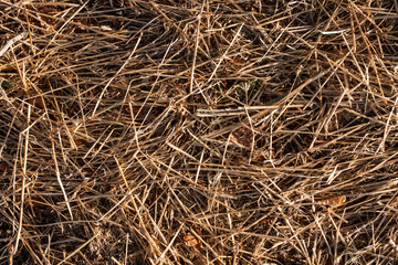 Ground covered with dry grass in autumn