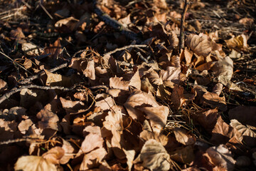 Fallen tree leaves on the ground. Autumn.