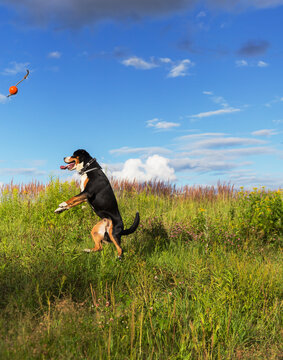 Entlebuhr Mountain Dog, boy, three years old, playing with an orange ball.