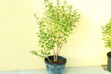 healthy blueberry plant in pot