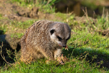 Suricate