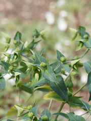 Plante : Euphorbia lathyris | Euphorbe épurge | Herbe à taupes | Euphorbe des jardins | Chasse-taupe