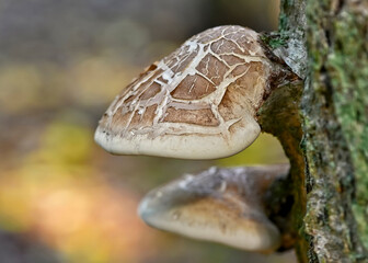 Pilz(e)