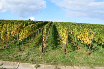 herbstlich bunte Weinberge im Weinbaugebiet Ahr, Bad-Neuenahr-Ahrweiler