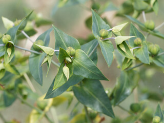 Euphorbe épurge ou herbe à taupes (Euphorbia lathyris)