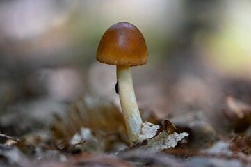 Pilz(e)