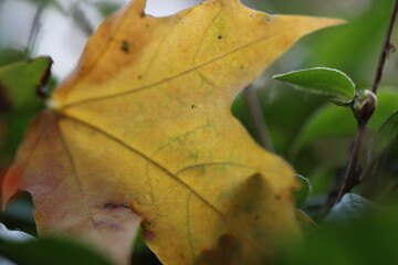 Close-up (macro shoot) of a yellow maple leaf against a green park background
