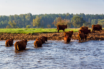 Dolina Narwi - Szlak Konopielki, Podlasie, Polska © podlaski49