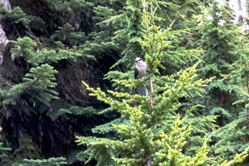 Relaxing in the Tree