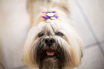 Shih tzu portrait of a dog