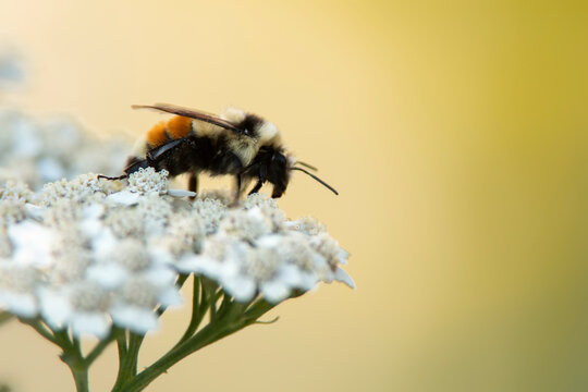 Bumble bee on yarrow; Nighthawk Gardens; Wyoming - Powered by Adobe