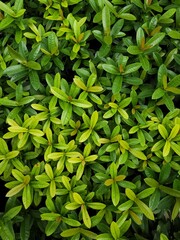 green leaves background