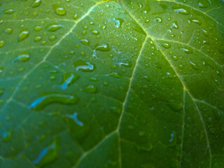 liść tło krople zieleń natura