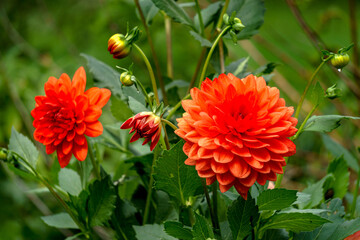 Orange flowers of dahlias on a background of green leaves in a summer garden.